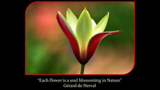 “Each flower is a soul blossoming in Nature”
Gérard de Nerval
 