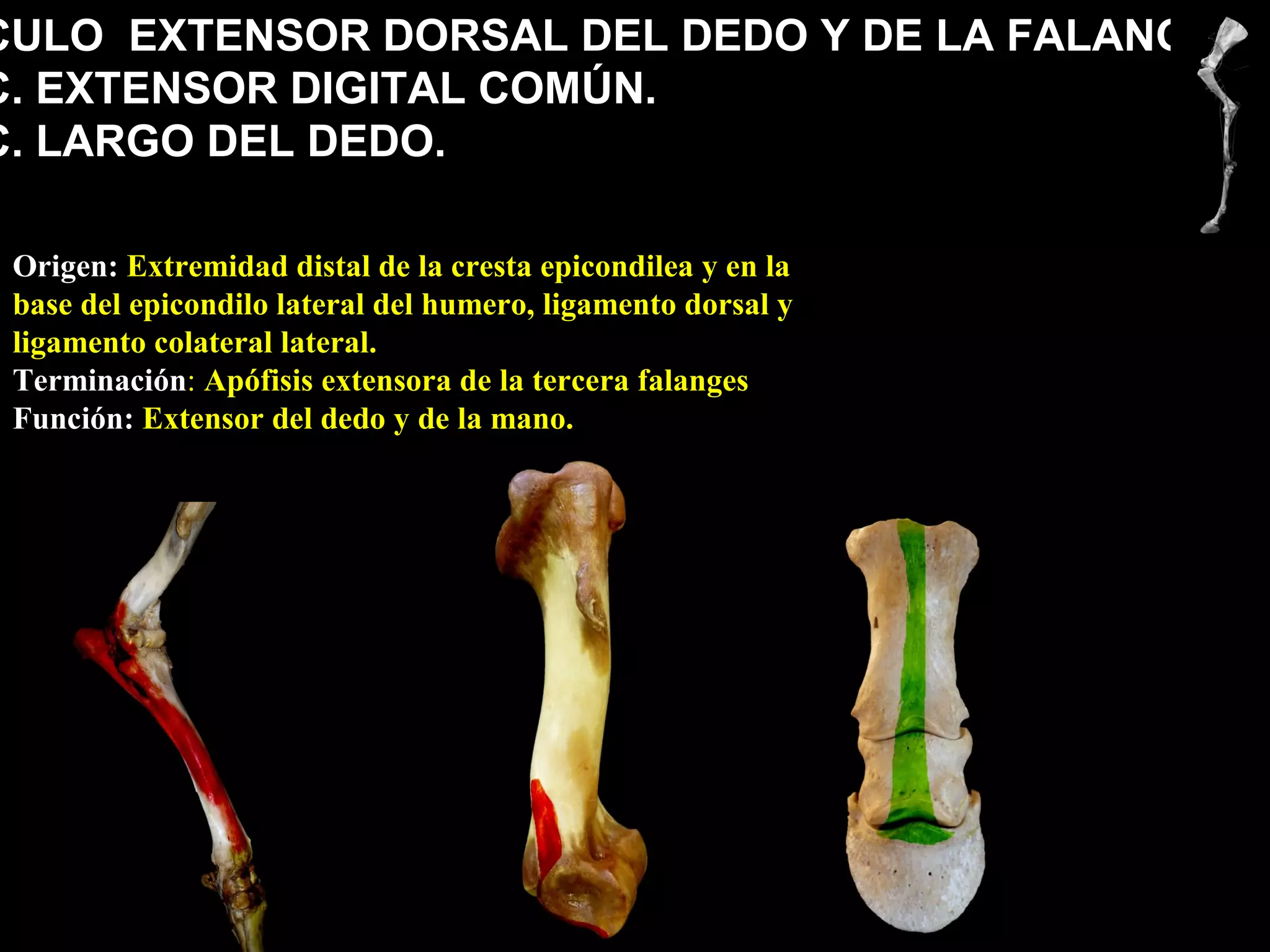 CULO EXTENSOR DORSAL DEL DEDO Y DE LA FALANGE.
C. EXTENSOR DIGITAL COMÚN.
C. LARGO DEL DEDO.
Origen: Extremidad distal de la cresta epicondilea y en la
base del epicondilo lateral del humero, ligamento dorsal y
ligamento colateral lateral.
Terminación: Apófisis extensora de la tercera falanges
Función: Extensor del dedo y de la mano.
 