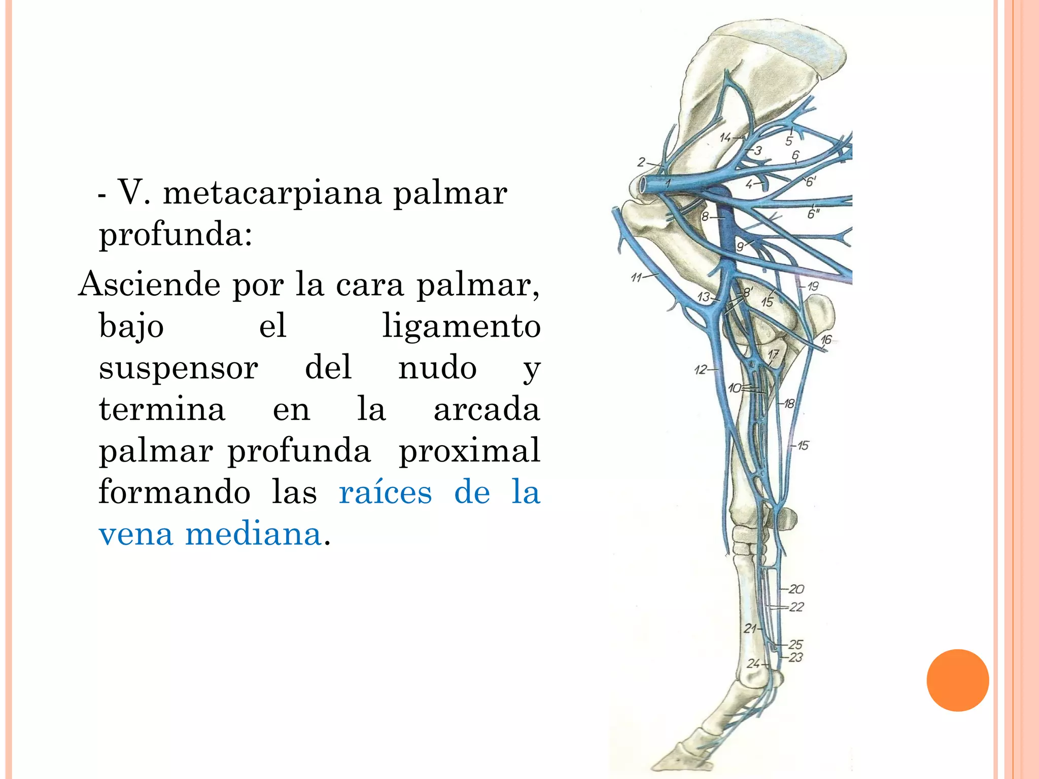 - V. metacarpiana palmar
profunda:
Asciende por la cara palmar,
bajo el ligamento
suspensor del nudo y
termina en la arcada
palmar profunda proximal
formando las raíces de la
vena mediana.
 