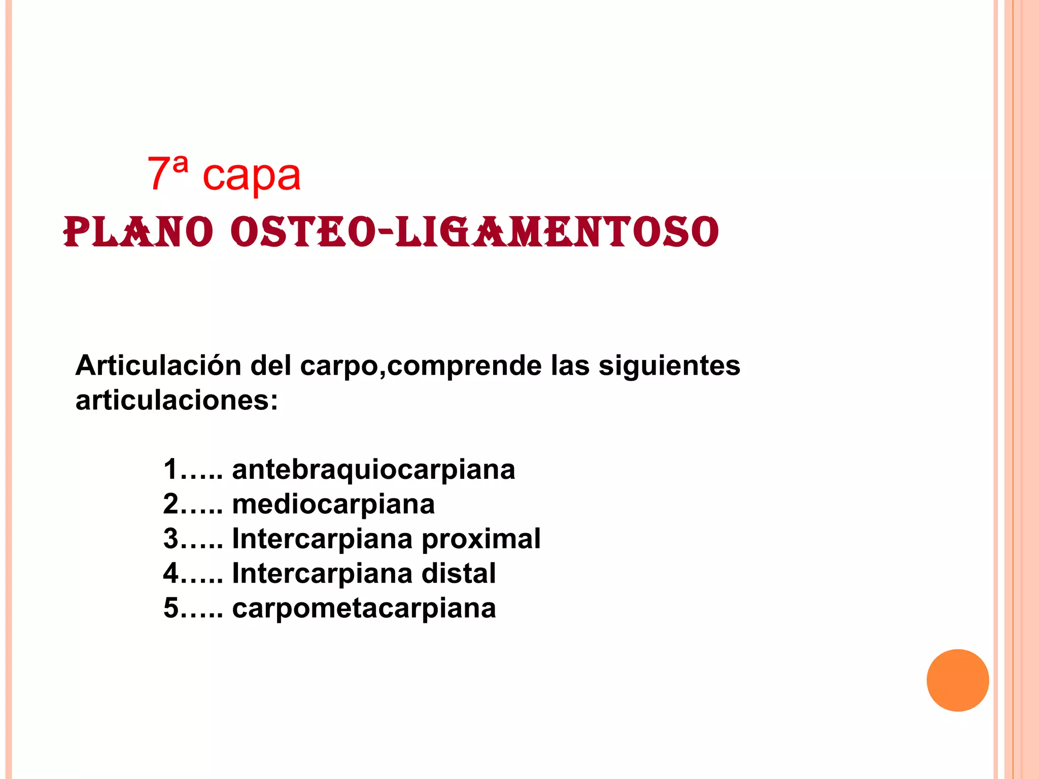 PLANO OSTEO-LIGAMENTOSO
7ª capa
Articulación del carpo,comprende las siguientes
articulaciones:
1….. antebraquiocarpiana
2….. mediocarpiana
3….. Intercarpiana proximal
4….. Intercarpiana distal
5….. carpometacarpiana
 