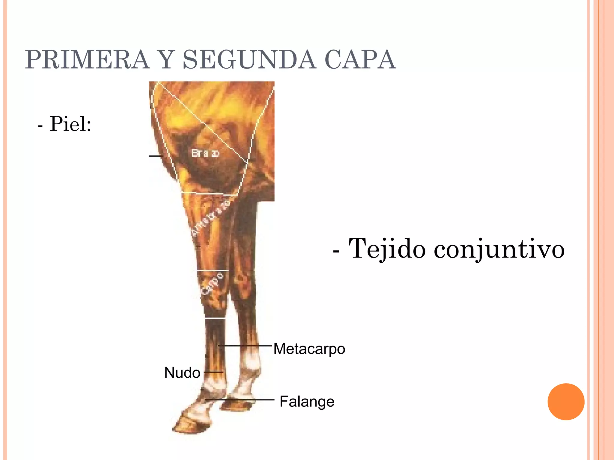 PRIMERA Y SEGUNDA CAPA
- Piel:
Metacarpo
Nudo
Falange
- Tejido conjuntivo
 