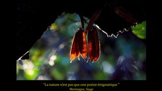 “La nature n’est pas que une poésie énigmatique ”
Montaigne, Saggi
 