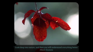 “ Look deep into nature, and then you will understand everything better ”
Albert Einstein
 