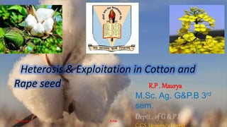 Heterosis & Exploitation in Cotton and
Rape seed R.P . Maurya
M.Sc. Ag. G&P.B 3rd
sem.
Deptt . of G & P.B04-12-2017 R.P.M 1
 