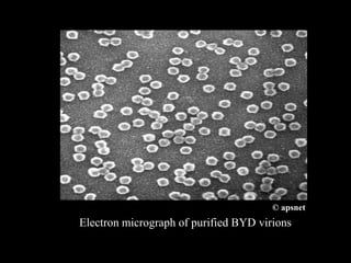 Electron micrograph of purified BYD virions
© apsnet
 