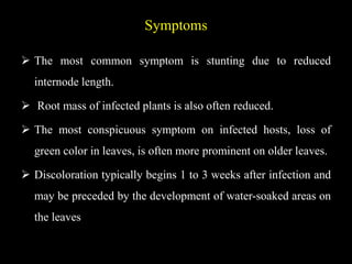 Symptoms
 The most common symptom is stunting due to reduced
internode length.
 Root mass of infected plants is also often reduced.
 The most conspicuous symptom on infected hosts, loss of
green color in leaves, is often more prominent on older leaves.
 Discoloration typically begins 1 to 3 weeks after infection and
may be preceded by the development of water-soaked areas on
the leaves
 