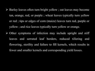 Barley leaves often turn bright yellow ; oat leaves may become
tan, orange, red, or purple ; wheat leaves typically turn yellow
or red ; tips or edges of corn (maize) leaves turn red, purple or
yellow ; and rice leaves typically turn yellow or orange.
 Other symptoms of infection may include upright and stiff
leaves and serrated leaf borders, reduced tillering and
flowering, sterility and failure to fill kernels, which results in
fewer and smaller kernels and corresponding yield losses.
© University of Georgia
 