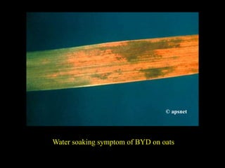 Water soaking symptom of BYD on oats
© University of Georgia © University of Georgia
© apsnet
 