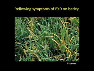 Yellowing symptoms of BYD on barley
© University of Georgia
© apsnet
 
