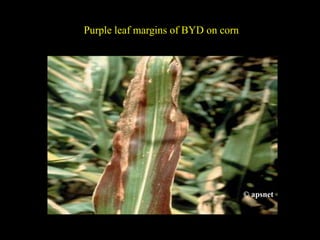 Purple leaf margins of BYD on corn
© apsnet
 