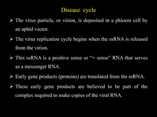 Disease cycle
 The virus particle, or virion, is deposited in a phloem cell by
an aphid vector.
 The virus replication cycle begins when the ssRNA is released
from the virion.
 This ssRNA is a positive sense or “+ sense” RNA that serves
as a messenger RNA.
 Early gene products (proteins) are translated from the ssRNA.
 These early gene products are believed to be part of the
complex required to make copies of the viral RNA.
 