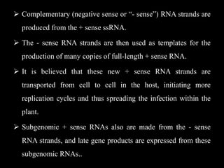  Complementary (negative sense or “- sense”) RNA strands are
produced from the + sense ssRNA.
 The - sense RNA strands are then used as templates for the
production of many copies of full-length + sense RNA.
 It is believed that these new + sense RNA strands are
transported from cell to cell in the host, initiating more
replication cycles and thus spreading the infection within the
plant.
 Subgenomic + sense RNAs also are made from the - sense
RNA strands, and late gene products are expressed from these
subgenomic RNAs..
 