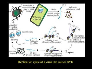 Replication cycle of a virus that causes BYD
© apsnet
 