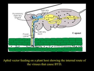 Aphid vector feeding on a plant host showing the internal route of
the viruses that cause BYD.
© apsnet
 