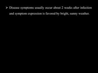  Disease symptoms usually occur about 2 weeks after infection
and symptom expression is favored by bright, sunny weather.
 