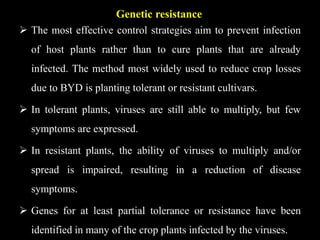 Genetic resistance
 The most effective control strategies aim to prevent infection
of host plants rather than to cure plants that are already
infected. The method most widely used to reduce crop losses
due to BYD is planting tolerant or resistant cultivars.
 In tolerant plants, viruses are still able to multiply, but few
symptoms are expressed.
 In resistant plants, the ability of viruses to multiply and/or
spread is impaired, resulting in a reduction of disease
symptoms.
 Genes for at least partial tolerance or resistance have been
identified in many of the crop plants infected by the viruses.
 