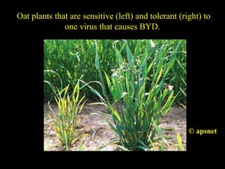 Oat plants that are sensitive (left) and tolerant (right) to
one virus that causes BYD.
© apsnet
 