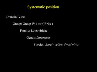 Systematic position
Domain: Virus
Group: Group IV ( ss(+)RNA )
Family: Luteoviridae
Genus: Luteovirus
Species: Barely yellow dwarf virus
 