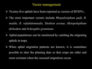 Vector management
 Twenty-five aphids have been reported as vectors of BYDVs .
 The most important vectors include Rhopalosiphum padi, R.
maidis, R. rufiabdominalis, Sitobion avenae, Metopolophium
dirhodum and Schizaphis graminum.
 Aphid populations can be monitored by catching the migrating
aphids in traps.
 When aphid migration patterns are known, it is sometimes
possible to alter the planting date so that crops are older and
more resistant when the seasonal migrations occur.
 