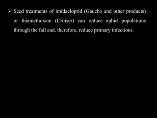  Seed treatments of imidacloprid (Gaucho and other products)
or thiamethoxam (Cruiser) can reduce aphid populations
through the fall and, therefore, reduce primary infections.
 