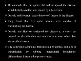  He conclude that the aphids did indeed spread the disease,
which he believed that was caused by a bacterium.
 Oswald and Houston study the role of insects in the disease.
 They found that five aphid species were capable of
transmitting the disease.
 Oswald and Houston attributed the disease to a virus, but
pointed out that this virus was not similar to most other plant
viruses then known.
 The yellowing symptoms, transmission by aphids, and lack of
transmission by rubbing (mechanical inoculation)
differentiated it from other plant viruses.
 