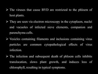  The viruses that cause BYD are restricted to the phloem of
host plants.
 They are seen via electron microscopy in the cytoplasm, nuclei
and vacuoles of infected sieve elements, companion and
parenchyma cells.
 Vesicles containing filaments and inclusions containing virus
particles are common cytopathological effects of virus
infection.
 The infection and subsequent death of phloem cells inhibits
translocation, slows plant growth, and induces loss of
chlorophyll, resulting in typical symptoms.
 