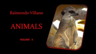 Raimondo Villano
ANIMALS
VOLUME 4
 