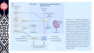 Molecular basis of aging and longevity | PDF