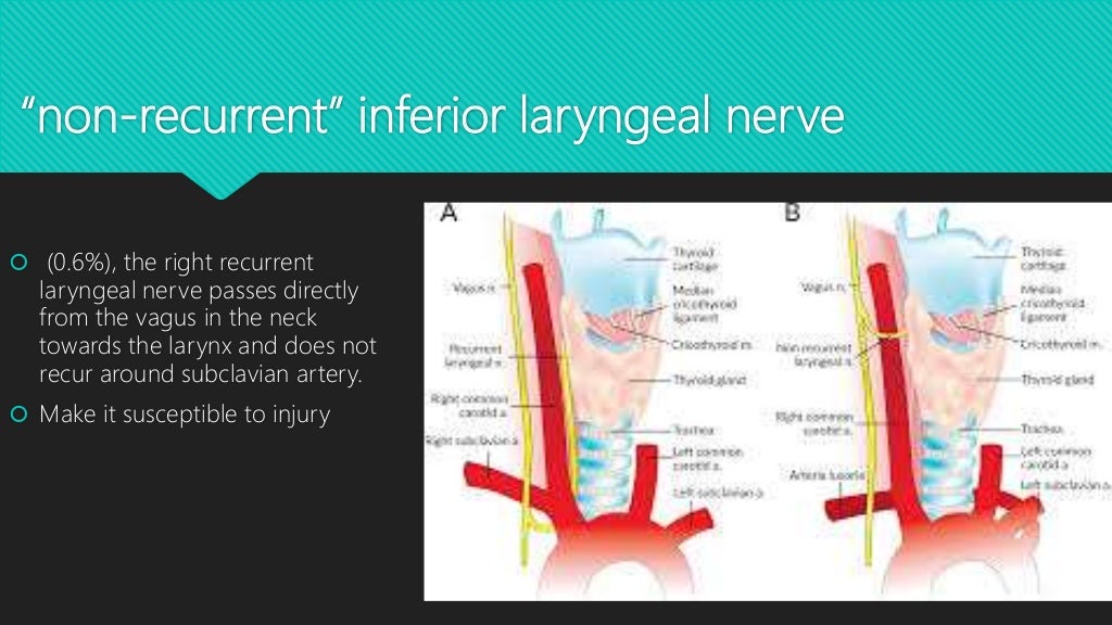 Recurrent laryngeal nerve Recurrent laryngeal nerve