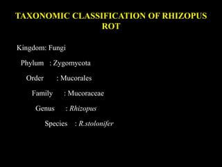 TAXONOMIC CLASSIFICATION OF RHIZOPUS
ROT
Kingdom: Fungi
Phylum : Zygomycota
Order : Mucorales
Family : Mucoraceae
Genus : Rhizopus
Species : R.stolonifer
 