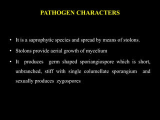 PATHOGEN CHARACTERS
• It is a saprophytic species and spread by means of stolons.
• Stolons provide aerial growth of mycelium
• It produces germ shaped sporiangiospore which is short,
unbranched, stiff with single columellate sporangium and
sexually produces zygospores
 