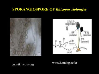 SPORANGIOSPORE OF Rhizopus stolonifer
www2.andog.ac.kr
en.wikipedia.org
 