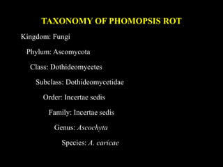 TAXONOMY OF PHOMOPSIS ROT
Kingdom: Fungi
Phylum: Ascomycota
Class: Dothideomycetes
Subclass: Dothideomycetidae
Order: Incertae sedis
Family: Incertae sedis
Genus: Ascochyta
Species: A. caricae
 