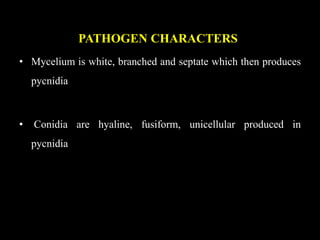 PATHOGEN CHARACTERS
• Mycelium is white, branched and septate which then produces
pycnidia
• Conidia are hyaline, fusiform, unicellular produced in
pycnidia
 