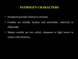 PATHOGEN CHARACTERS
• Erumpent pycnidia formed in stromata
• Conidia are initially hyaline and unicellular, subovoid to
ellipsoidal.
• Mature conidia are two celled, cinnamon to light brown in
colour with striations.
 