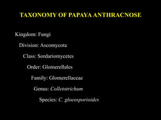 TAXONOMY OF PAPAYA ANTHRACNOSE
Kingdom: Fungi
Division: Ascomycota
Class: Sordariomycetes
Order: Glomerellales
Family: Glomerellaceae
Genus: Colletotrichum
Species: C. gloeosporioides
 