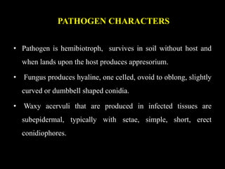 PATHOGEN CHARACTERS
• Pathogen is hemibiotroph, survives in soil without host and
when lands upon the host produces appresorium.
• Fungus produces hyaline, one celled, ovoid to oblong, slightly
curved or dumbbell shaped conidia.
• Waxy acervuli that are produced in infected tissues are
subepidermal, typically with setae, simple, short, erect
conidiophores.
 