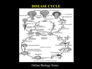 DISEASE CYCLE
Online Biology Notes
 