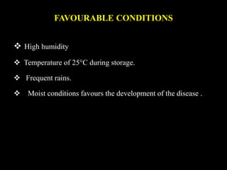 FAVOURABLE CONDITIONS
 High humidity
 Temperature of 25°C during storage.
 Frequent rains.
 Moist conditions favours the development of the disease .
 