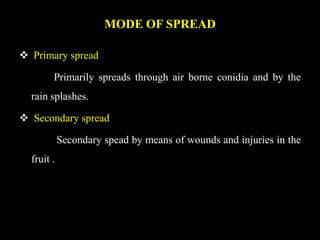 MODE OF SPREAD
 Primary spread
Primarily spreads through air borne conidia and by the
rain splashes.
 Secondary spread
Secondary spead by means of wounds and injuries in the
fruit .
 