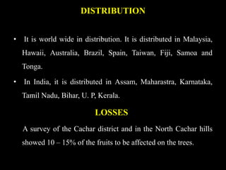 DISTRIBUTION
• It is world wide in distribution. It is distributed in Malaysia,
Hawaii, Australia, Brazil, Spain, Taiwan, Fiji, Samoa and
Tonga.
• In India, it is distributed in Assam, Maharastra, Karnataka,
Tamil Nadu, Bihar, U. P, Kerala.
LOSSES
A survey of the Cachar district and in the North Cachar hills
showed 10 – 15% of the fruits to be affected on the trees.
 