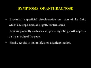 SYMPTOMS OF ANTHRACNOSE
• Brownish superficial discolouration on skin of the fruit,
which develops circular, slightly sunken areas.
• Lesions gradually coalesce and sparse mycelia growth appears
on the margin of the spots.
• Finally results in mummification and deformation.
 