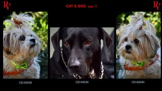 R. VILLANO Portfolio vol. 1 (cat & dog)