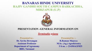BANARAS HINDU UNIVERSITY
RAJIV GANDHI SOUTH CAMPUS BARKACHHA,
MIRZAPUR (U.P)
PRESENTATION -GENERAL INFORMATION ON
Terminalia arjuna
Presented to:-
Dr. Savita Dewangan
Assistant Professor
Department of Agronomy
BHU, Varanasi
Presented by :-
R.Raman Maurya
M.Sc. (Ag.) Agroforestry
I’d no. :- 21430AGF025
 