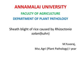 ANNAMALAI UNIVERSITY
FACULTY OF AGRICULTURE
DEPARTMENT OF PLANT PATHOLOGY
Sheath blight of rice caused by Rhizoctonia
solani(kuhn)
M.Yuvaraj,
Msc.Agri (Plant Pathology) I year
 