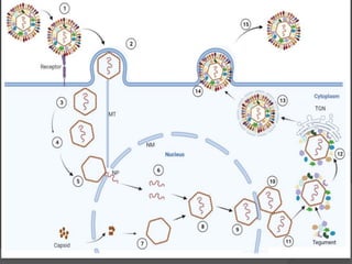 Comprehensive Overview of Pseudorabies and Malignant Catarrhal Fever ...