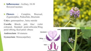 Description of BAKUCHI- PSORALEA CORYLIFOLIA | PDF