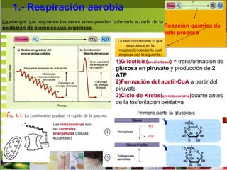 1.- Respiración aerobia
La energía que requieren los seres vivos pueden obtenerla a partir de la
oxidación de biomoléculas orgánicas.
Primera parte la glucolisis
Las mitocondrias son
las centrales
energéticas (células
eucariotas)
1)Glicolisis(en el citosol) = transformación de
glucosa en piruvato y producción de 2
ATP
2)Formación del acetil-CoA a partir del
piruvato
3)Ciclo de Krebs(en mitocondria)ocurre antes
de la fosforilación oxidativa
La reacción resume lo que
se produce en la
respiración celular la cual
empieza con lo siguiente:
La reacción resume lo que
se produce en la
respiración celular la cual
empieza con lo siguiente:
Reacción química de
este proceso
 