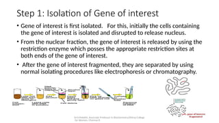 Dr.V.Malathi, Associate Professor in Biochemistry,Ethiraj College
for Women, Chennai-8
Step 1: Isolation of Gene of interest
• Gene of interest is first isolated. For this, initially the cells containing
the gene of interest is isolated and disrupted to release nucleus.
• From the nuclear fraction, the gene of interest is released by using the
restriction enzyme which posses the appropriate restriction sites at
both ends of the gene of interest.
• After the gene of interest fragmented, they are separated by using
normal isolating procedures like electrophoresis or chromatography.
 
