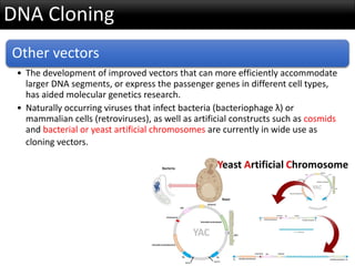 DNA Cloning
Other vectors
• The development of improved vectors that can more efficiently accommodate
larger DNA segments, or express the passenger genes in different cell types,
has aided molecular genetics research.
• Naturally occurring viruses that infect bacteria (bacteriophage λ) or
mammalian cells (retroviruses), as well as artificial constructs such as cosmids
and bacterial or yeast artificial chromosomes are currently in wide use as
cloning vectors.
 